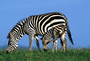Burchells / Plains / Common Zebras - adult with foal