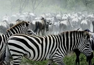 Images Dated 3rd February 2005: Burchell's / Plains / Common Zebras and Wildebeests (Connochaetes taurinus) - On migration