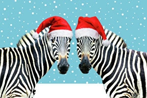 Color Image Gallery: Burchell's Zebra - wearing Christmas hats on pink