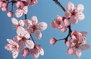 Bush cherry / Japanese almond cherry / Japanese bush cherry Bush cherry / Japanese almond cherry / Japanese bush cherry