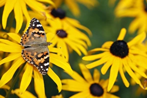 Butterfly, Painted Lady - feeding on Rudbekia flowers in garden Butterfly, Painted Lady - feeding on Rudbekia flowers in garden