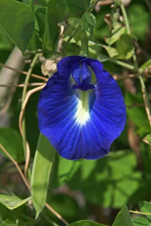 Images Dated 27th January 2005: Butterfly Pea flower - This is the purple variety. In India seeds and roots used as a purgative