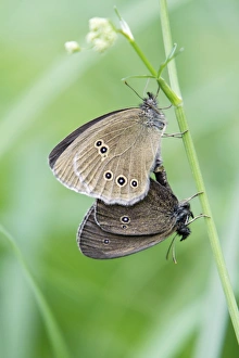 Butterfly, Ringlet - pair mating, perched on grass stalk Butterfly, Ringlet - pair mating, perched on grass stalk