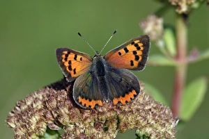 Butterfly, Small Copper - resting on garden plant Butterfly, Small Copper - resting on garden plant
