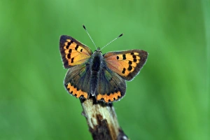 Butterfly, Small Copper - resting on stick Butterfly, Small Copper - resting on stick