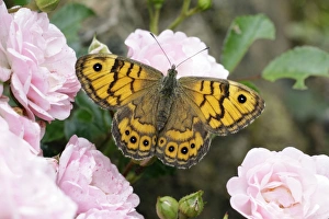 Butterfly, Wall - resting on rose blossom in garden Butterfly, Wall - resting on rose blossom in garden