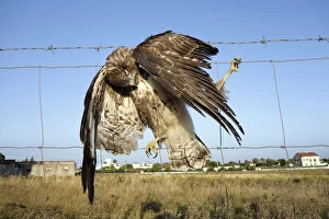 Collision Gallery: Buzzard, Buteo buteo, dead in fence with barbed