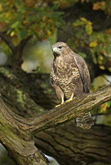 Buzzard - perched in old oak tree in early morning sunshine - November Buzzard - perched in old oak tree in early morning sunshine - November