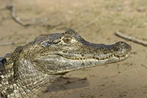 Images Dated 21st April 2004: caiman a lunette Spectacled caiman Caiman crocodilus