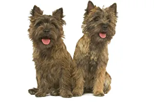 <b class=qtipBold><figcaption>Cairn Terrier - two</figcaption></b><br>LA-3954 Cairn Terrier - two Jean Michel Labat Please note that prints are for personal display purposes only and may not be reproduced in any way.<br><em>© J.M.Labat/ardea.com</em> Cairn Terrier - two