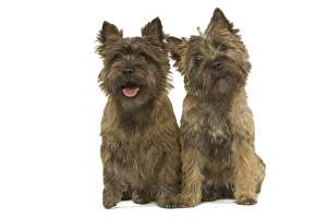 <b class=qtipBold><figcaption>Cairn Terrier - two</figcaption></b><br>LA-3955 Cairn Terrier - two Jean Michel Labat Please note that prints are for personal display purposes only and may not be reproduced in any way.<br><em>© J.M.Labat/ardea.com</em> Cairn Terrier - two
