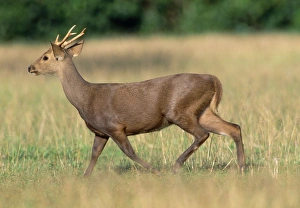 Calamian deer deals