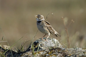 Calandra Lark - perched on stone singing Calandra Lark - perched on stone singing