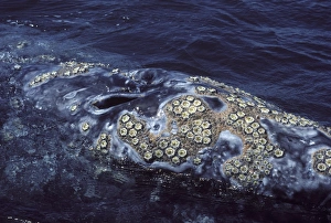 California Grey whale - Cluster of barnacles( Cryptolepas rhachianecti California Grey whale - Cluster of barnacles( Cryptolepas rhachianecti