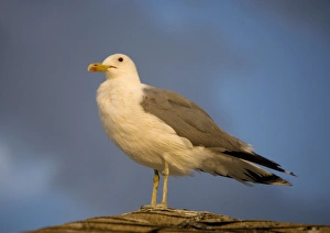 California gull - perched in the evening sun California gull - perched in the evening sun