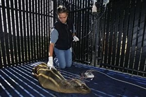 California Sea Lion - in rehabilitation