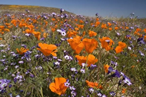 Californian Poppy and violet Davy Gilia (Gilia latiflora ssp. davyi) cover hills and valleys in Antelope Valley Californian Poppy and violet Davy Gilia (Gilia latiflora ssp. davyi) cover hills and valleys in Antelope Valley