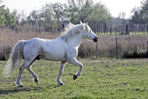 Camargue Horse - in field - Saintes Maries de la Mer Camargue Horse - in field - Saintes Maries de la Mer