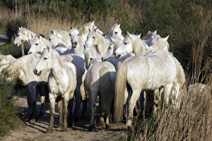 Camargue Horses - group - Saintes Maries de la Mer Camargue Horses - group - Saintes Maries de la Mer