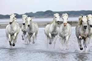 Camargue Horses - running through water