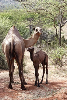 Images Dated 22nd August 2005: Camel - female and baby. Chelbi - South Ethiopia