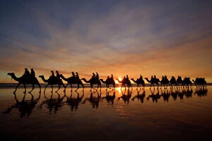 Camel safari - famous camel safari on Brooms Cable Beach at sunset with camels reflecting on wet beach