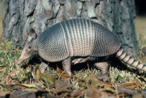 Armadillo (Mammals) Gallery available as Framed Prints, Photos, Wall Art  and Photo Gifts