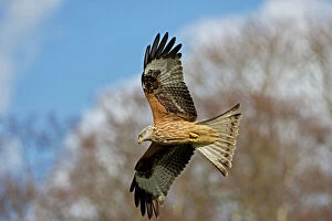Red Kite Gallery: CAN-3161