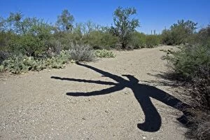 CAN-3214 Shadow of Saguaro Cactus - in desert wash
