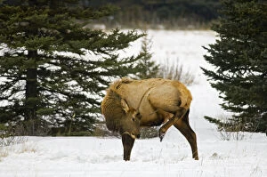 Images Dated 24th April 2014: Canada, Alberta, Banff National Park. Elk