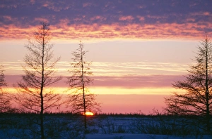 Canada - Boreal Forest, Manitoba Canada - Boreal Forest, Manitoba