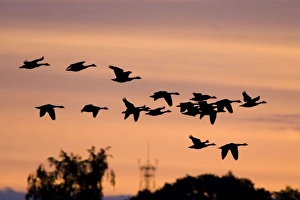 Canada Geese - In low flight over trees at dawn - silhouette against morning glow Canada Geese - In low flight over trees at dawn - silhouette against morning glow