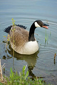 Geese Gallery: Canada Goose - Calling