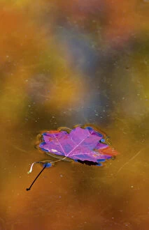 Canada, Quebec. Autumn leaf on pond reflecting