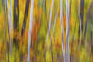 Canada, Quebec. Blur of autumn colors in