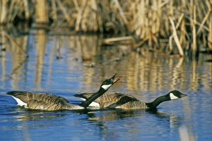 Canadian Geese - pair protecting their nesting territory with threat display towards another pair of geese that are Canadian Geese - pair protecting their nesting territory with threat display towards another pair of geese that are