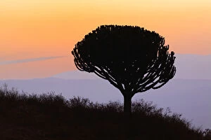 Euphorbia Gallery: Candelabra Tree silhouetted at sunrise