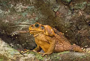 Cane Toad Print - Bufo marinus in Queensland Rainforest