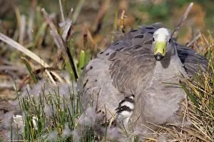 Cape Barren Geese - Family groups to flocks of 100 plus Cape Barren Geese - Family groups to flocks of 100 plus