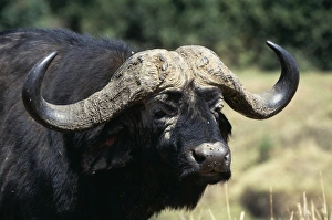 Cape BUFFALO - close-up of head Cape BUFFALO - close-up of head