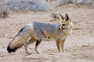 Cape Fox - Adult standing beside burrow entrance Cape Fox - Adult standing beside burrow entrance