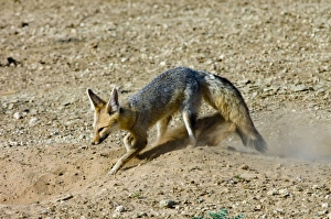 Cape Fox - Digging at burrow entrance Cape Fox - Digging at burrow entrance