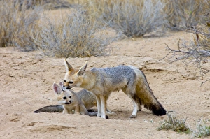 Cape Fox - Female grooming pup Cape Fox - Female grooming pup