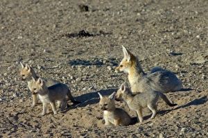 Cape Fox - Female with pups at burrow entrance Cape Fox - Female with pups at burrow entrance
