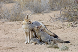 Cape Fox - Female suckling well-grown pups Cape Fox - Female suckling well-grown pups