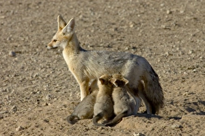Cape Fox - Female suckling young pups Cape Fox - Female suckling young pups