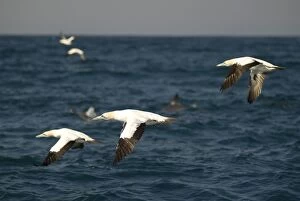 Images Dated 3rd July 2010: Cape Gannets flock in flight