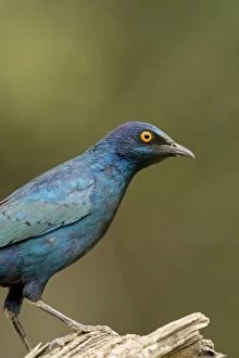 Cape Starling Gallery: Cape Glossy Starling