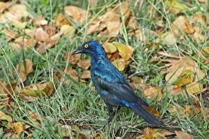 Cape Starling Gallery: Cape Glossy Starling - foraging on ground among leaves and grass