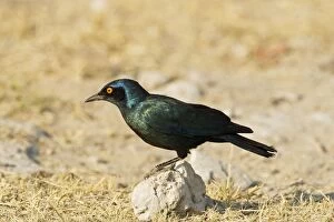 Cape Starling Gallery: Cape Glossy Starling - perched on a rock